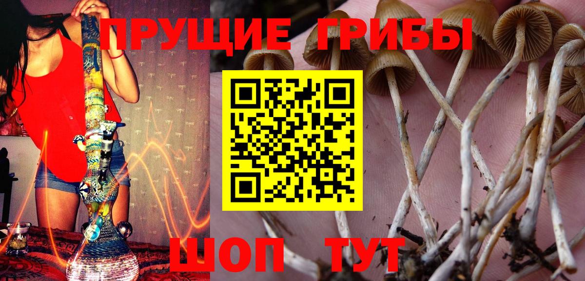 Курчалой  купить наркотики цена  Вход с VPN  Галлюциногенные грибы GOLDEN TEACHER 